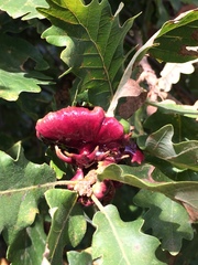 Andricus dentimitratus