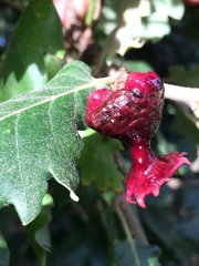 Andricus dentimitratus