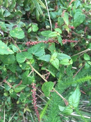 Acalypha capensis