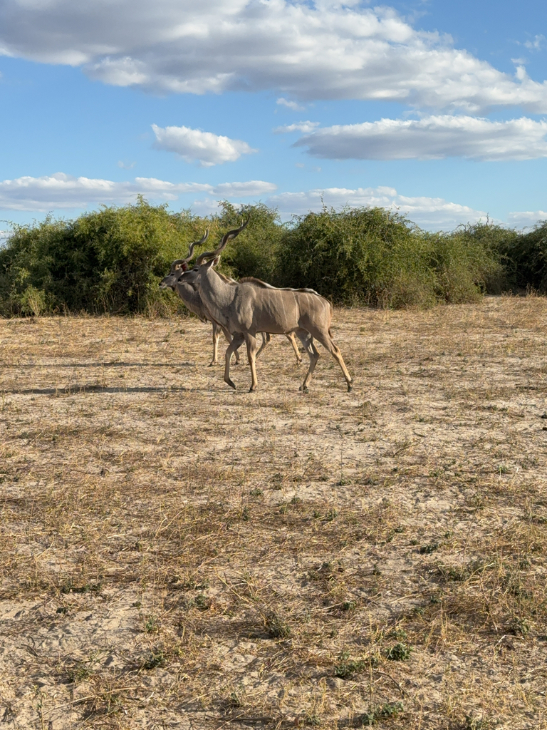 Tragelaphus strepsiceros strepsiceros, Chobe, BW-CH, BW-CH-CH, BW, by Gabriel Villa