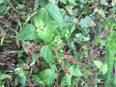 Acalypha capensis