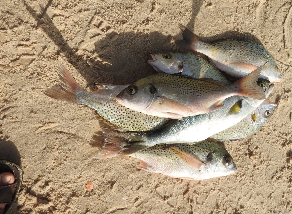 Photo of Pigsnout grunt (Pomadasys rogerii)