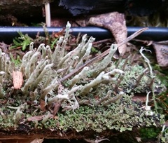 Cladonia botrytes