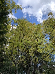 Acer glabrum neomexicanum