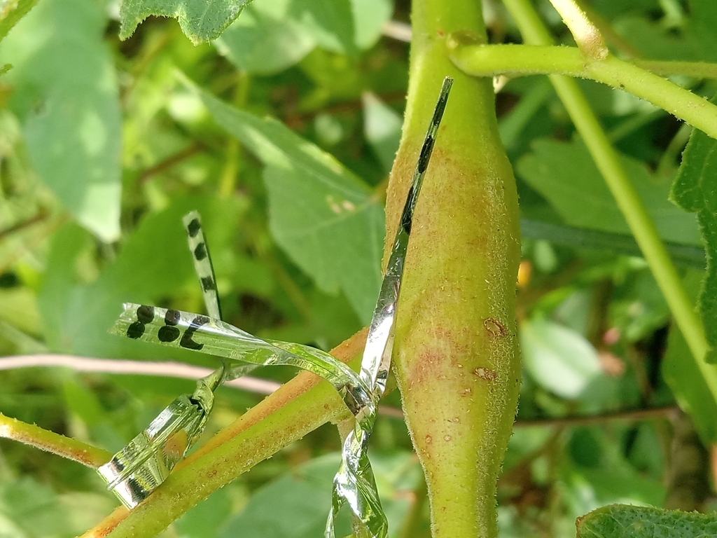 Neolasioptera hibisci
