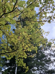Acer glabrum neomexicanum