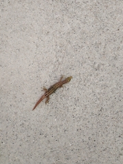Sphaerodactylus graptolaemus