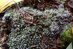 Didymium melanospermum