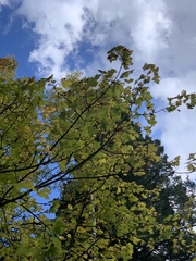 Acer glabrum neomexicanum