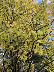 Acer glabrum neomexicanum