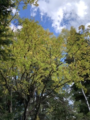 Acer glabrum neomexicanum