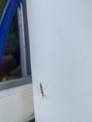 Zelus cervicalis