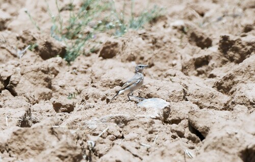 Isabelline Wheatear