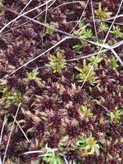 Sphagnum medium