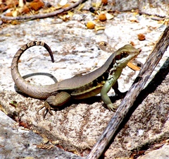 Leiocephalus macropus