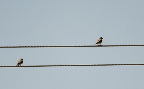 Desert Finch