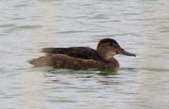 Heteronetta atricapilla