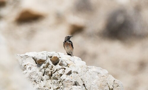 Pied Wheatear