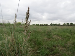 Poa bonariensis