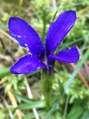 Gentianopsis ciliata ciliata