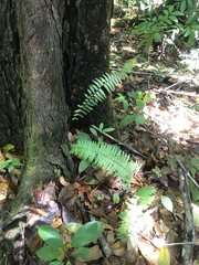 Nephrolepis hirsutula