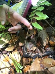 Nephrolepis hirsutula