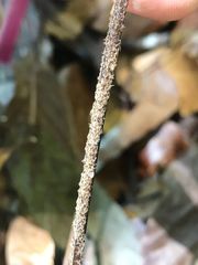 Nephrolepis hirsutula