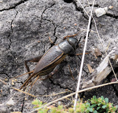 Gryllus texensis