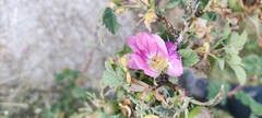 Rosa heckeliana, photograph (c) fmunoz, some rights reserved (CC BY)