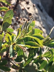 Lonicera pyrenaica