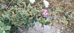 Rosa heckeliana, photograph (c) fmunoz, some rights reserved (CC BY)