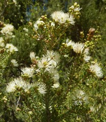 Melaleuca brevifolia