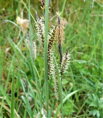 Carex flacca