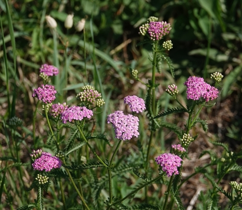 Achillea aspleniifolia