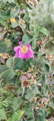 Rosa heckeliana, photograph (c) fmunoz, some rights reserved (CC BY)