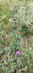 Rosa heckeliana, photograph (c) fmunoz, some rights reserved (CC BY)