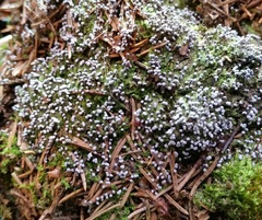 Didymium melanospermum