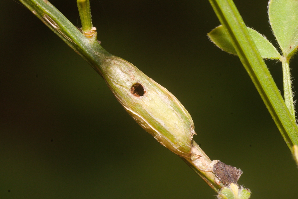 Ophiomyia sarothamni
