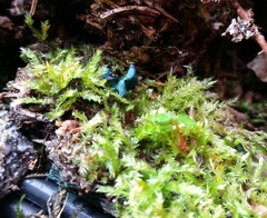 Chlorociboria aeruginascens