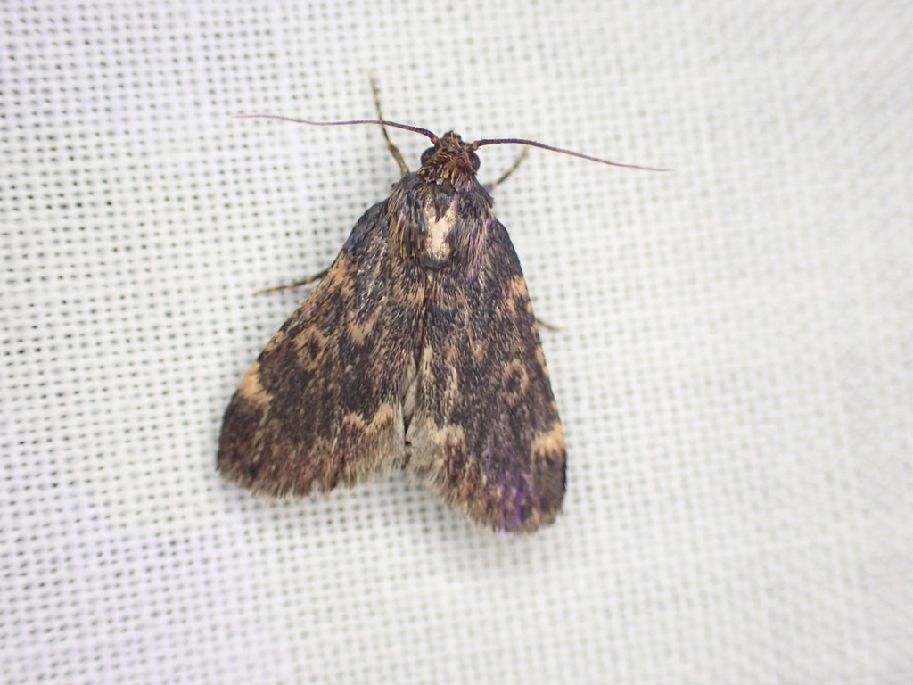 Aglossa furva