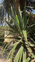Yucca gigantea