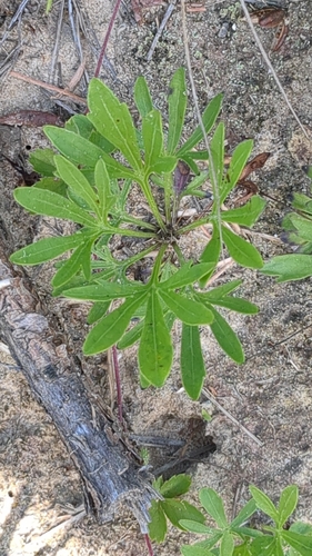 Britton's Coast Violet (Viola brittoniana)