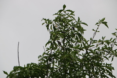 Bolemoreus frenatus