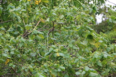 Bolemoreus frenatus
