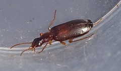 Dromius
