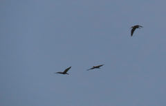 Plegadis falcinellus