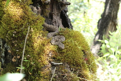 Crotalus lepidus maculosus