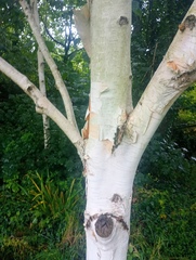 Betula utilis, photograph (c) Leanne Dempsey, some rights reserved (CC BY)