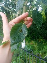 Betula utilis, photograph (c) Leanne Dempsey, some rights reserved (CC BY)