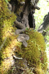 Crotalus lepidus maculosus